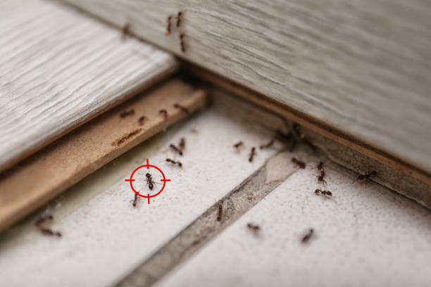 Best Emergency Pest Control  in Madison Center, CT